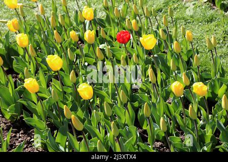 Morges, Kanton Waadt, Schweiz, 2022-04-10 52º Tulip Festival (La Fête de la Tulipe) Einheimische und Touristen schätzen die Schönheit der Festival-Tulpen vor dem Genfer See. Vom 18. März bis 8. Mai, der Independence Park. Quelle: Marcio Cimattit/Alamy Live News Stockfoto