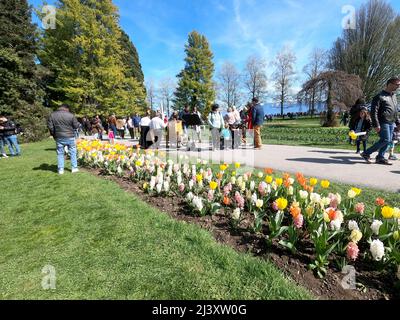 Morges, Kanton Waadt, Schweiz, 2022-04-10 52º Tulip Festival (La Fête de la Tulipe) Einheimische und Touristen schätzen die Schönheit der Festival-Tulpen vor dem Genfer See. Vom 18. März bis 8. Mai, der Independence Park. Quelle: Marcio Cimattit/Alamy Live News Stockfoto