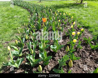 Morges, Kanton Waadt, Schweiz, 2022-04-10 52º Tulip Festival (La Fête de la Tulipe) Einheimische und Touristen schätzen die Schönheit der Festival-Tulpen vor dem Genfer See. Vom 18. März bis 8. Mai, der Independence Park. Quelle: Marcio Cimattit/Alamy Live News Stockfoto