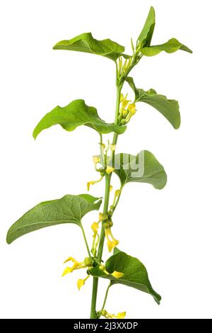 Europäische Mutterkraut-Pflanze mit Blüten isoliert auf weiß Stockfoto