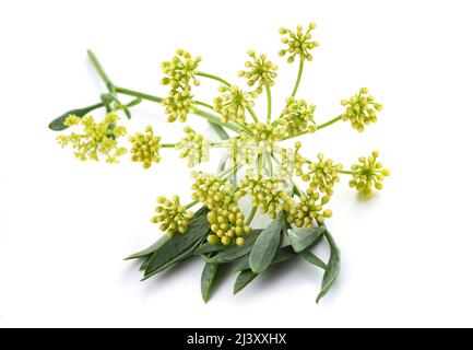 Rock Queller auf weißem Hintergrund Stockfoto