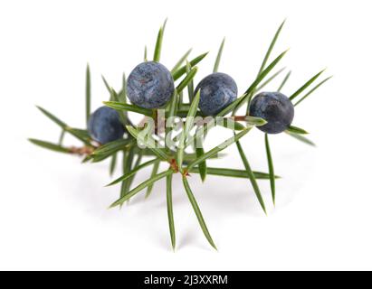 Wacholderzweig mit blauen Beeren isoliert auf weiß Stockfoto