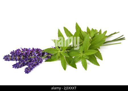 Zitronenverbene und Lavendel isoliert auf weißem Hintergrund Stockfoto