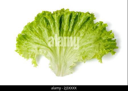 Blattsalat, isoliert auf weißem Hintergrund Stockfoto