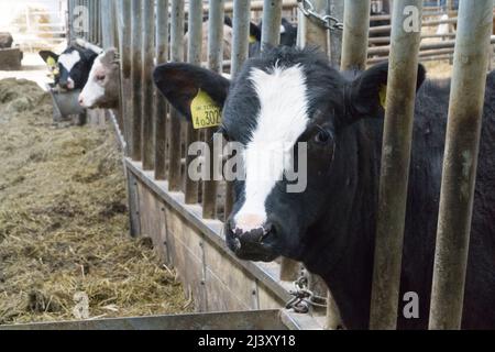 Eine Milchkuh mit ihrem Kalb auf einem Bio-Bauernhof in Wiltshire. Anna Watson/Alamy Stockfoto