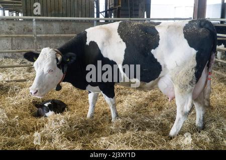 Eine Milchkuh mit ihrem Kalb auf einem Bio-Bauernhof in Wiltshire. Anna Watson/Alamy Stockfoto