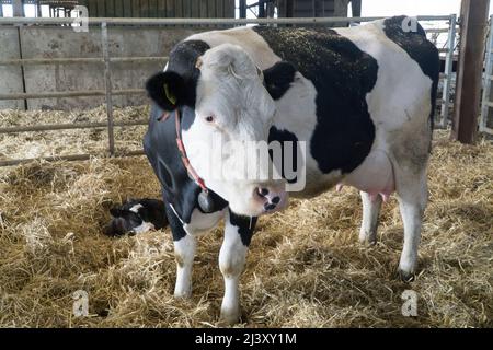 Eine Milchkuh mit ihrem Kalb auf einem Bio-Bauernhof in Wiltshire. Anna Watson/Alamy Stockfoto