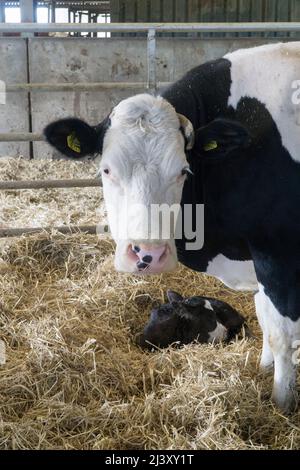 Eine Milchkuh mit ihrem Kalb auf einem Bio-Bauernhof in Wiltshire. Anna Watson/Alamy Stockfoto