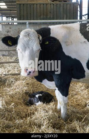Eine Milchkuh mit ihrem Kalb auf einem Bio-Bauernhof in Wiltshire. Anna Watson/Alamy Stockfoto