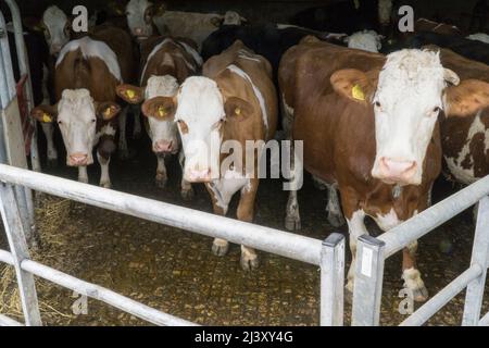 Eine biologische Milchherde von Kühen auf einem Bauernhof in Wiltshire. Anna Watson/Alamy Stockfoto