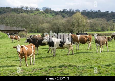 Eine biologische Milchherde von Kühen auf einem Bauernhof in Wiltshire. Anna Watson/Alamy Stockfoto