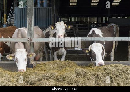 Eine biologische Milchherde von Kühen auf einem Bauernhof in Wiltshire. Anna Watson/Alamy Stockfoto