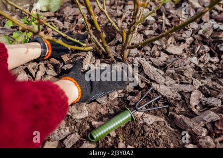 Gärtner Mulchen Frühlingsgarten mit Kiefernholz Hackschnitzel Mulch nach lockern Boden mit Handgabel. Frau legt Rinde um Rosenbusch auf Blumenbeet tragen Stockfoto