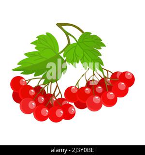 Ukrainisches Viburnum ist ein Symbol der Ukraine. Viburnum opulus. Wachtder rosarot. Vektorgrafik. Stock Vektor