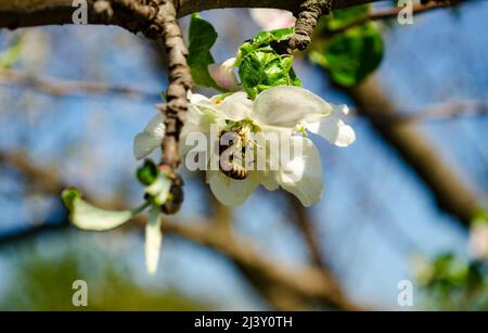 Honigbiene auf weißen Blüten der Apfelbaumblüte. Makrofoto von Honigbiene. Blühender Garten. Stockfoto