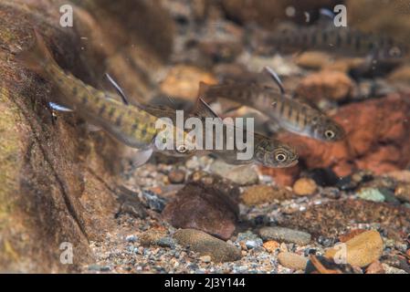 Baby Coho Lachs braten (Oncorhynchus kisutch), die Fische schwärmen zusammen in einem Süßwasserstrom in Mendocino, Kalifornien. Stockfoto