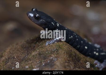 Ein gesprenkelter schwarzer Salamander (Aneides flavipunctatus), ein Amphibium aus Mendocino County in Nordkalifornien, USA, Nordamerika. Stockfoto