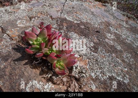 Pulvrige Leveforever- oder Bluff-Salat (Dudleya farinosa) eine wilde Sukkkulente, die im Golden Gate National Recreational Area in der Nähe von San Francisco Bay, CA, wächst. Stockfoto