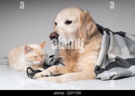 Junger goldener Retriever Hund und niedliche gemischte Ingwerkatze unter kuscheligem Tartan-Karo. Tiere erwärmen sich unter einer schwarz-weißen Decke bei kaltem Winterwetter Stockfoto