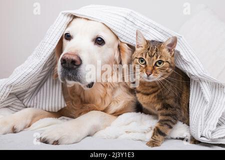 Fröhlicher junger goldener Retriever Hund und niedliche Mischlingskatze unter kuscheligem Karo. Tiere erwärmen sich unter einer grauen und weißen Decke bei kaltem Winterwetter. Stockfoto