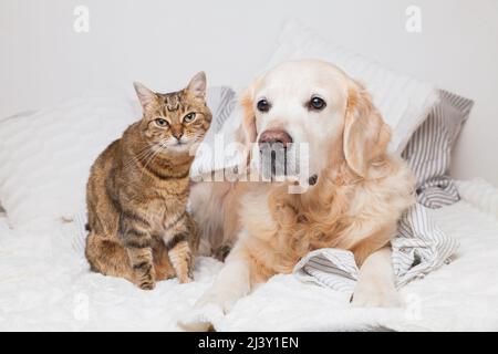 Fröhlicher junger goldener Retriever Hund und niedliche Mischlingskatze unter kuscheligem Karo. Tiere erwärmen sich unter einer grauen und weißen Decke bei kaltem Winterwetter. Stockfoto