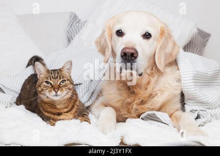 Golden Retriever Hund und Mischlingskatze unter kuscheligem Karo. Tiere erwärmen sich unter einer grauen und weißen Decke bei kaltem Winterwetter. Freundschaft von Haustieren Stockfoto