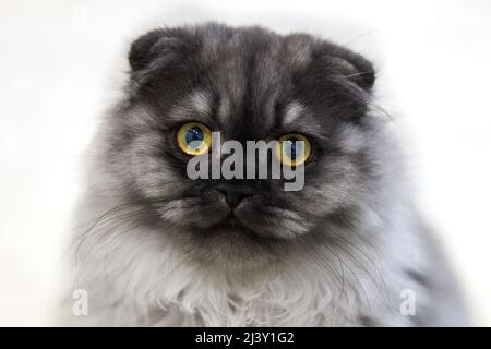 Porträt einer hübschen grauen Katze mit gelben Augen aus der Nähe Stockfoto