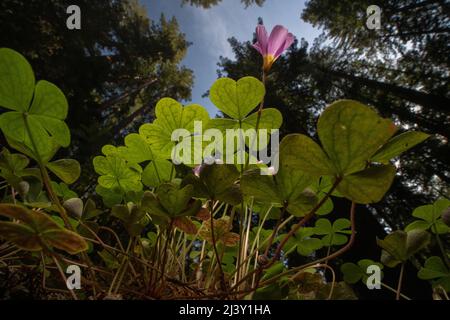 Oxalis oregana , bekannt als Redwood Sorrel oder Oregon oxalis wächst unter den Redwood-Bäumen in einem alten Wachstumswald in Mendocino County, Kalifornien. Stockfoto