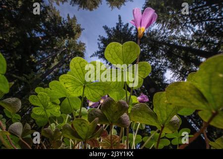 Oxalis oregana , bekannt als Redwood Sorrel oder Oregon oxalis wächst unter den Redwood-Bäumen in einem alten Wachstumswald in Mendocino County, Kalifornien. Stockfoto