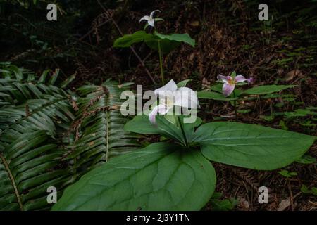 Trillium ovatum, das pazifische trillium, wächst und blüht auf dem Waldboden in einem alten Mammutbaumwald in Nordkalifornien. Stockfoto