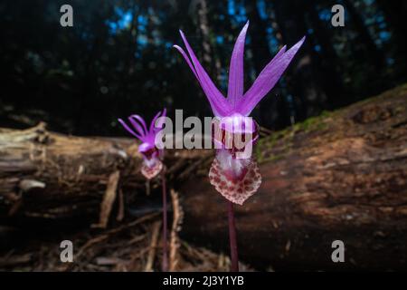 Fairy Slipper Orchidee (Calypso bulbosa) wächst, blüht und blüht auf dem Redwood Waldboden in Nordkalifornien, Nordamerika. Stockfoto