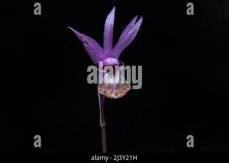 Fairy Slipper Orchidee (Calypso bulbosa) wächst, blüht und blüht auf dem Redwood Waldboden in Nordkalifornien, Nordamerika. Stockfoto