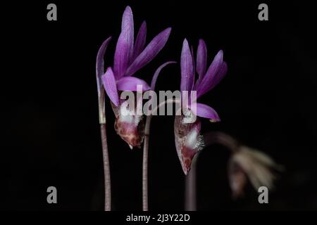 Fairy Slipper Orchidee (Calypso bulbosa) wächst, blüht und blüht auf dem Redwood Waldboden in Nordkalifornien, Nordamerika. Stockfoto