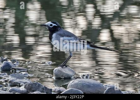 Maskierter Wagtail (Motacilla alba personata) Erwachsener, der auf Stein im Fluss Oman steht Dezember Stockfoto