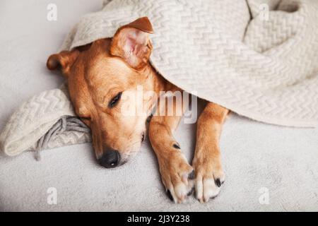 Gelangweilter junger Ingwer-Mischlingshund unter hellgrauem Karli im modernen Schlafzimmer. Bei kaltem Winterwetter wärmt sich das Tier unter einer Decke. Haustiere erlaubt und Stockfoto