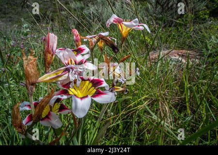 Harlequin-Blume (Sparaxis tricolor) eine lebendige, nicht-einheimische Wildblume, die in der Gegend von San Francisco wächst und von Südafrika aus nach Kalifornien gebracht wird. Stockfoto