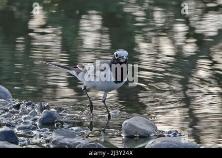 Maskierter Wagtail (Motacilla alba personata) bei der Nahrungssuche am Ufer des Oman Dezember Stockfoto
