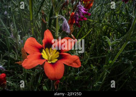 Harlequin-Blume (Sparaxis tricolor) eine lebendige, nicht-einheimische Wildblume, die in der Gegend von San Francisco wächst und von Südafrika aus nach Kalifornien gebracht wird. Stockfoto