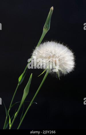 Auch Ziegenbart genannt. Wiesensalsify ist eine mehrjährige Pflanze, die ähnlich aussieht wie der Dandelion, kann bis zu 30 - 90cm hoch werden. Stockfoto