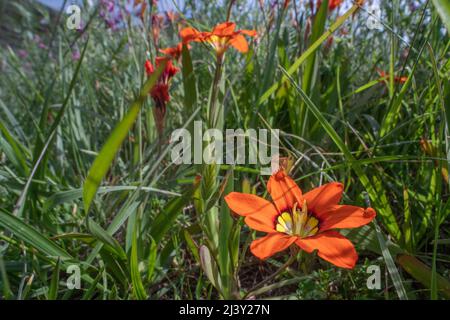 Harlequin-Blume (Sparaxis tricolor) eine lebendige, nicht-einheimische Wildblume, die in der Gegend von San Francisco wächst und von Südafrika aus nach Kalifornien gebracht wird. Stockfoto