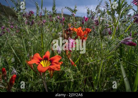 Harlequin-Blume (Sparaxis tricolor) eine lebendige, nicht-einheimische Wildblume, die in der Gegend von San Francisco wächst und von Südafrika aus nach Kalifornien gebracht wird. Stockfoto