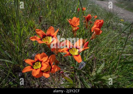 Harlequin-Blume (Sparaxis tricolor) eine lebendige, nicht-einheimische Wildblume, die in der Gegend von San Francisco wächst und von Südafrika aus nach Kalifornien gebracht wird. Stockfoto