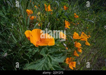 Eschschscholzia Calibornica, der kalifornische Mohn, wächst im Gerbode-Tal in der Bucht von San Francisco an der Westküste Nordamerikas. Stockfoto