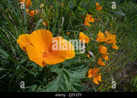 Eschschscholzia Calibornica, der kalifornische Mohn, wächst im Gerbode-Tal in der Bucht von San Francisco an der Westküste Nordamerikas. Stockfoto