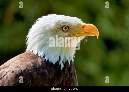 Weißkopfseeadler (Haliaeetus leucocephalus) oder allgemein als amerikanischer Weißkopfseeadler bezeichnet Stockfoto