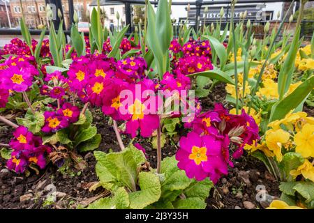 Blumenbeete mit Polyanthus und Primeln in Penrith, Cumbria, UK gepflanzt. Stockfoto