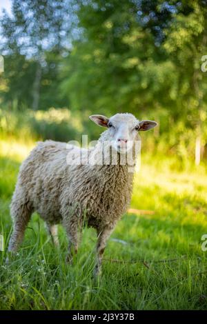 Texel Cross Ewe, ein weibliches Schaf mit ihrem neugeborenen Lamm. Ein zarter Moment zwischen Mutter und Lamm auf einer saftig grünen Wiese. Konzept: Die Liebe einer Mutter. Sp Stockfoto