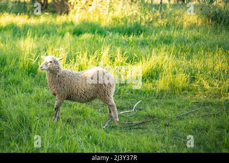 Texel Cross Ewe, ein weibliches Schaf mit ihrem neugeborenen Lamm. Ein zarter Moment zwischen Mutter und Lamm auf einer saftig grünen Wiese. Konzept: Die Liebe einer Mutter. La Stockfoto