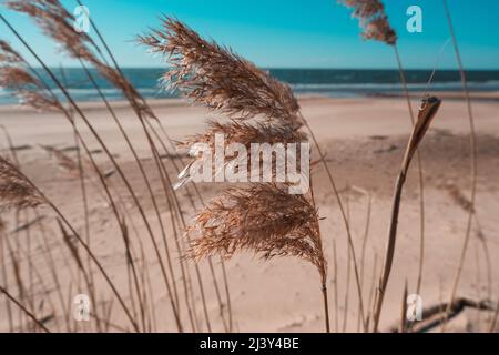 Schilf an der Küste der Ostsee. Trockenes Schilf im Wind. Hauptvegetation der Ostseeküste Stockfoto
