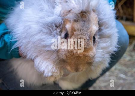 Nahaufnahme eines kandierten englischen Angora-Kaninchens Stockfoto